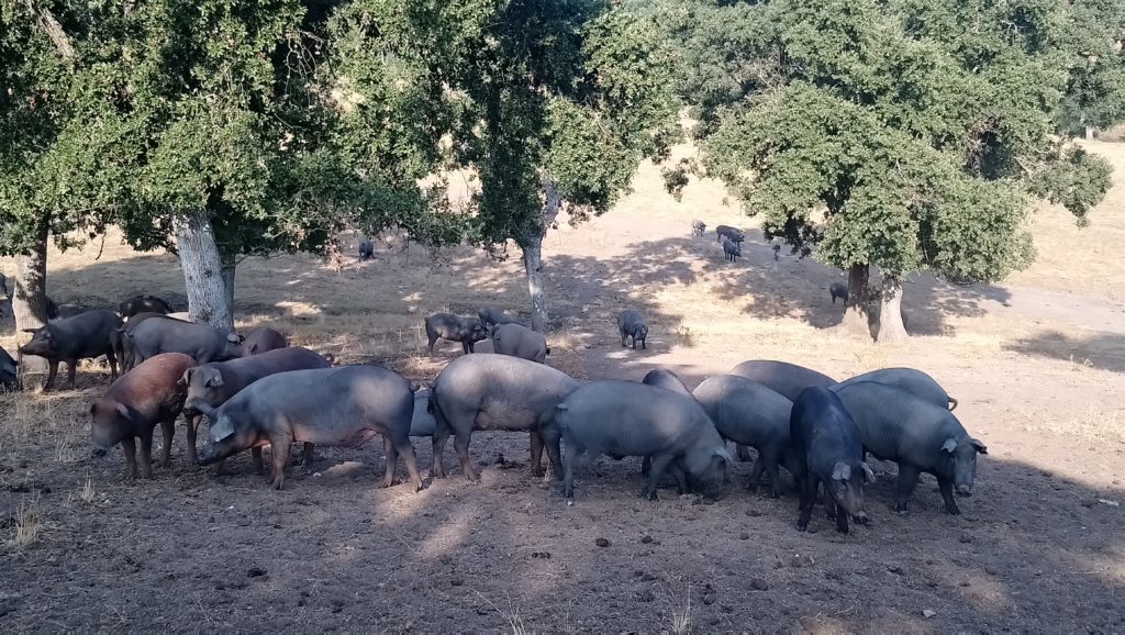 Elevage de porcs ibériques proche de Salamanque par la famille Riopedre